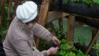 В Сосновоборском районе начали выращивать землянику