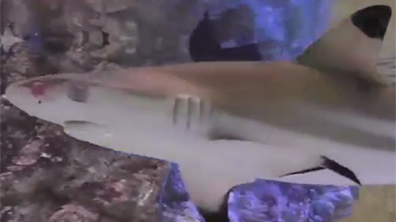 В Калининграде акула умерла из-за нервного срыва