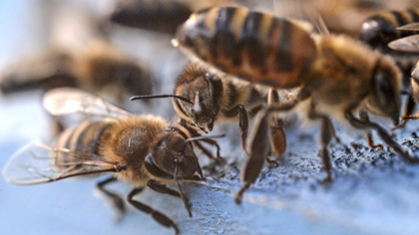 Миллион пчел утонули в собственном меде после ДТП во Франции