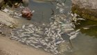 Пензенцы заметили массовую гибель рыбы на пруду в «Лесном»