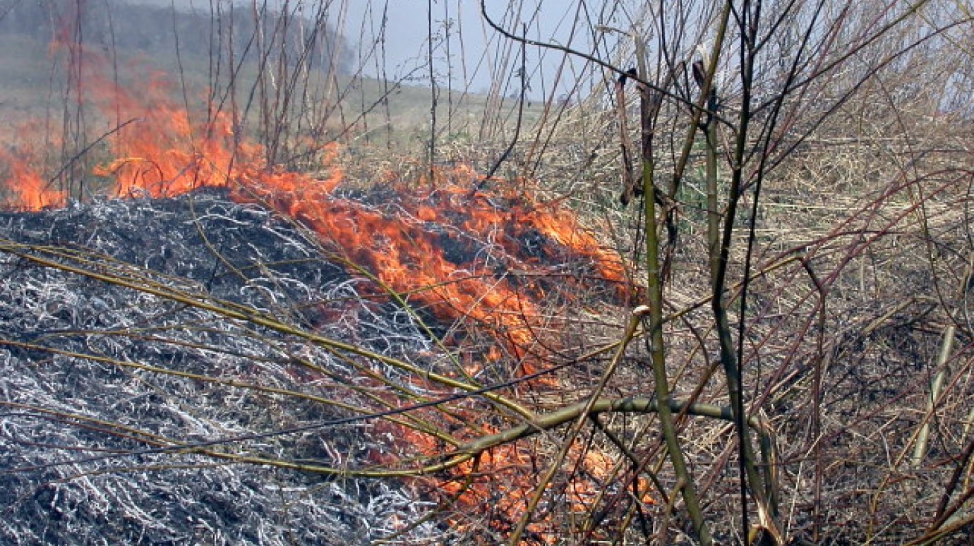 Из-за поджога травы в Пензенской области едва не сгорели жилые дома