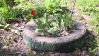 Неизвестные оборвали тюльпаны во дворе дома на Ленинградской