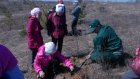 Анненковские школьники собираются вырастить сосны и лиственницы