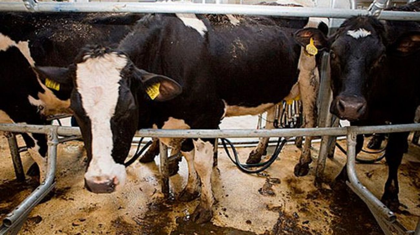 Области выделено 85 млн на стимулирование производства молока