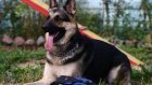 УФСИН опровергло слухи о ликвидации 80 служебных собак