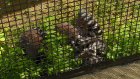 В Пензенском зоопарке мадагаскарские лемуры переехали в новый вольер