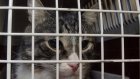 Британец получил семь лет за контрабанду героина в кошачьих клетках