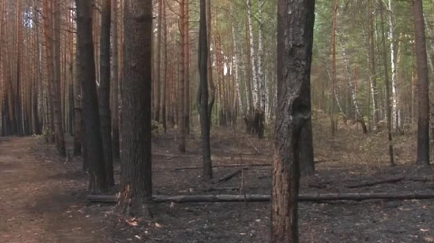 Борьба с огнем в зареченском реликтовом лесу шла несколько часов