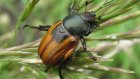 В Пензенской области начался массовый лет жука кузьки