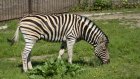 Посетители зоопарка смогут увидеть показательное кормление зебры