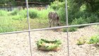 Зебру в Пензенском зоопарке угостили овсом и морковкой