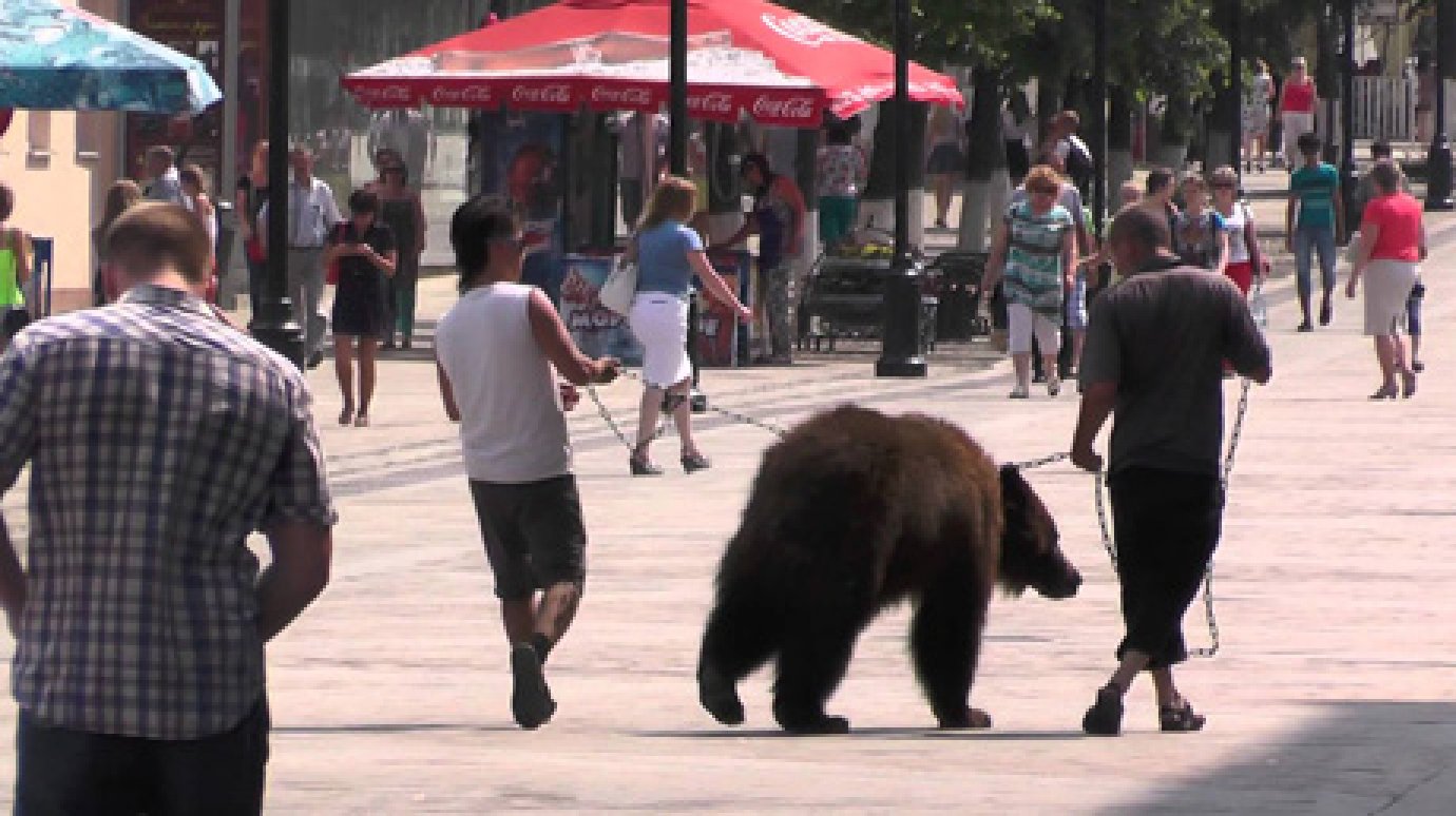 Медведь из Пензы набросился на прохожих в Новом Осколе