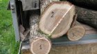 В Пачелмском районе незаконно вырублены деревья на 3 млн руб.