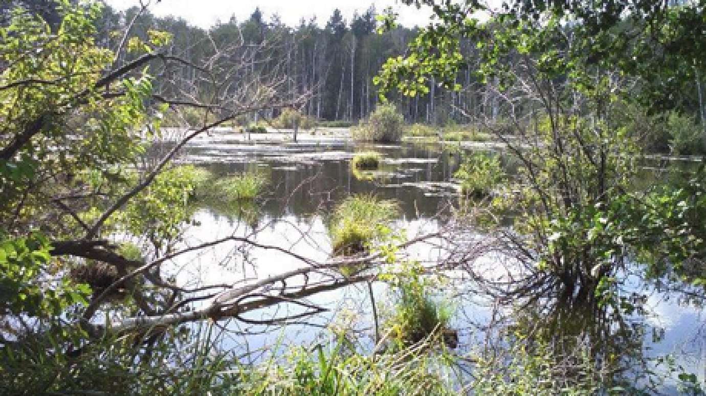 Зареченские пруды начали очищать от донных отложений и ряски