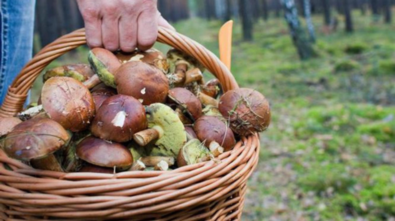 В Пензенской области ищут трех пожилых грибников