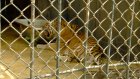В Пензенском зоопарке ждут потомства от амурских тигров