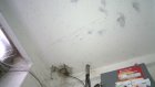 Дом на проспекте Победы атаковали полчища комаров