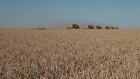 В Каменском районе полным ходом идет уборка озимой пшеницы