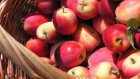 Жители Мордовии задержаны за  кражу яблок из Спасского района