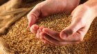 В Пензенской области со склада украли 400 кг зерна