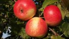 Еще один житель Мордовии задержан при краже яблок в Спасском районе