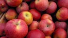 Работник садового общества украл почти 300 килограммов яблок