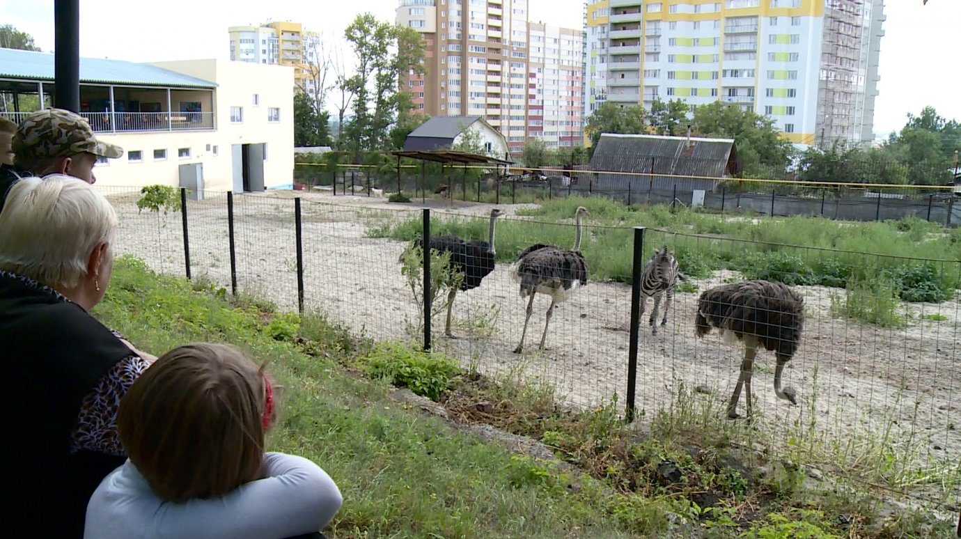 В Пензенском зоопарке появились три африканских страуса