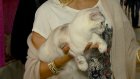 В Пензе проходит выставка «Золотая кошка»