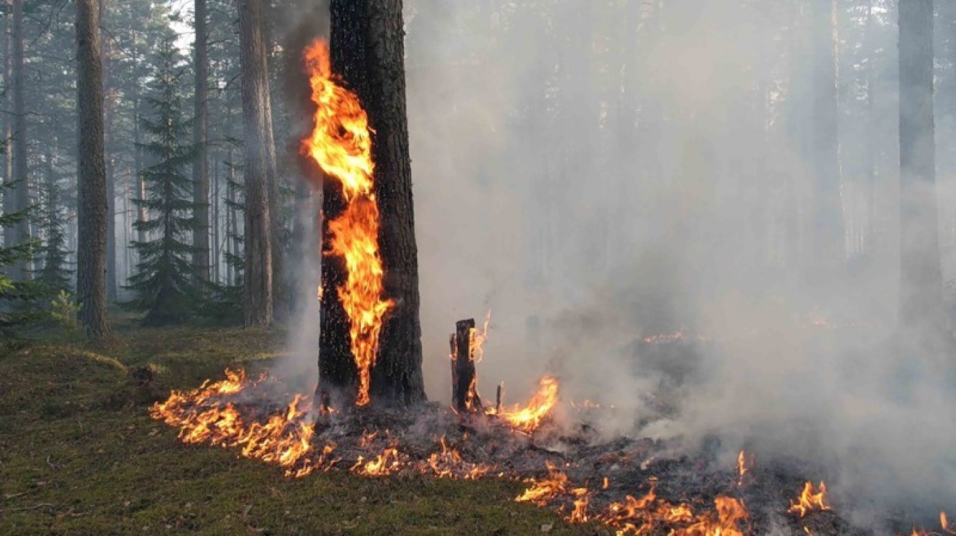 В Кузнецком и Земетчинском районах объявлен 5-й класс пожароопасности