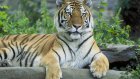Посетители зоопарка смогут попасть в «Школу тигра»