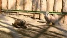 В Пензенском зоопарке появились черные грифы и белоголовые сипы
