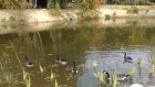 В Пензенском зоопарке восстановили озеро