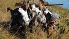 За браконьерство житель Наровчатского района лишился права охотиться