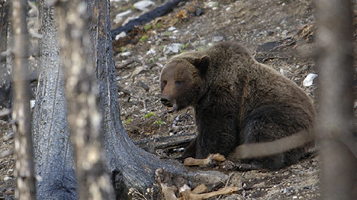 Житель Башкирии застрелил медведя за съеденную корову