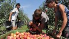 Российские садоводы вдвое увеличили цены на яблоки
