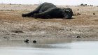 Браконьеры в парках Зимбабве отравили цианидом 14 слонов