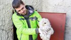 Жители улицы Антонова спасли сову от ворон и отвезли в лес