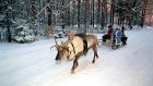 Из резиденции Деда Мороза на Урале украли оленя-вожака