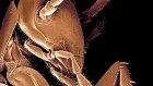 Челюсти тараканов оказались в пять раз мощнее человеческих