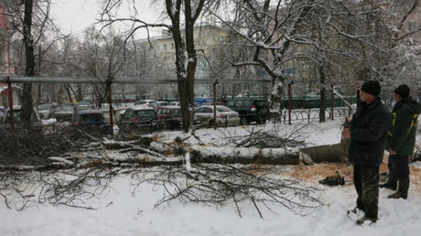 На улице Бакунина в Пензе дерево упало на три автомобиля