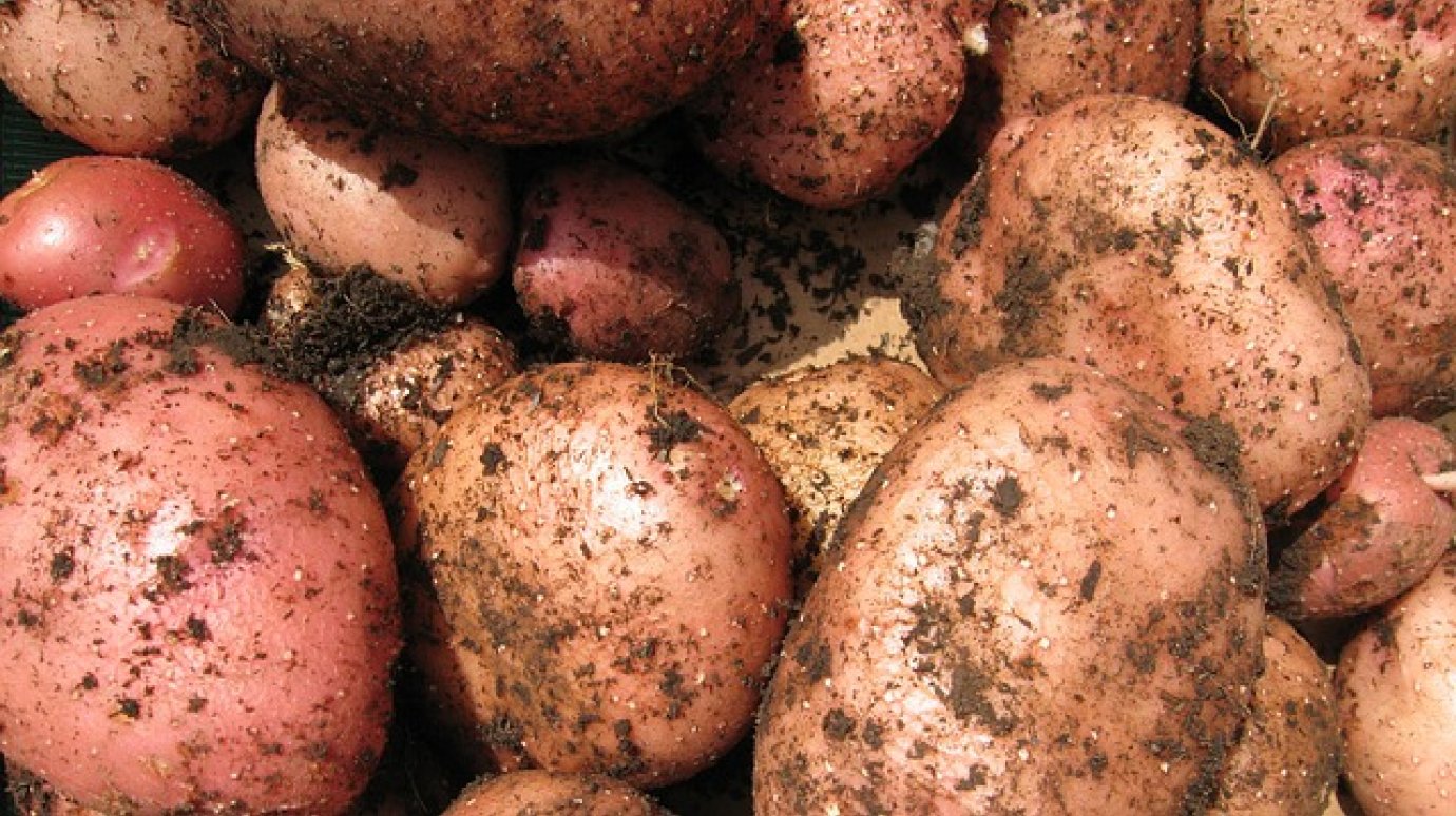 В Заречном вор вынес из погреба 30 кг картошки и банки с соленьями