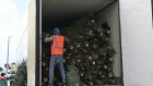 Во Флориде угнали две фуры с рождественскими елками