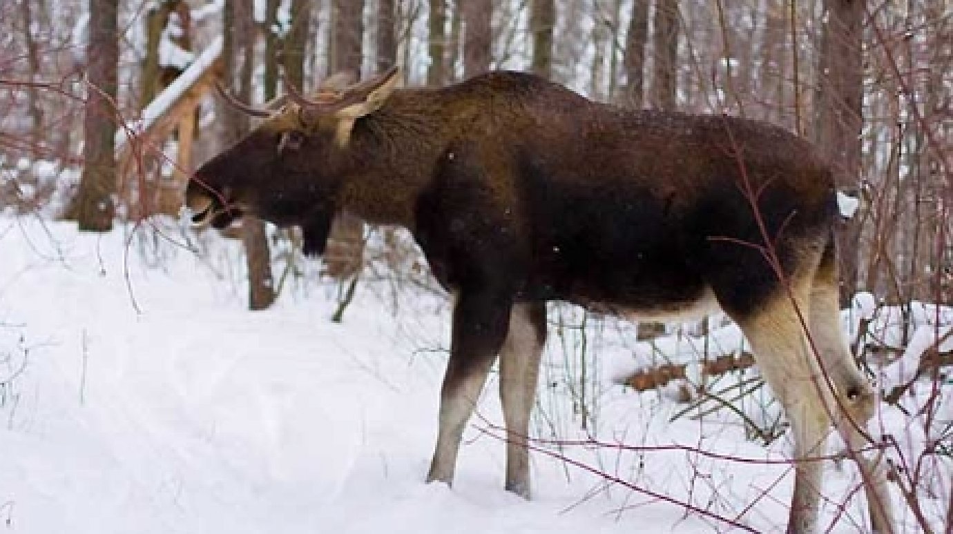 В Мокшанском районе выявлен факт незаконной добычи лося
