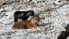 Поклонники тигра Амура и козла Тимура попросили расселить животных
