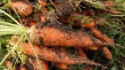 Трое жителей Пригородного задержаны за кражу моркови