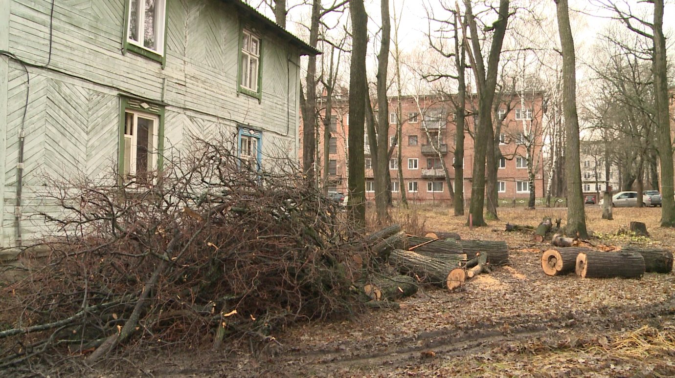 В Военном Городке уничтожили несколько живых деревьев