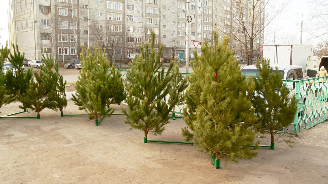 15 декабря в Пензе откроется 58 елочных базаров