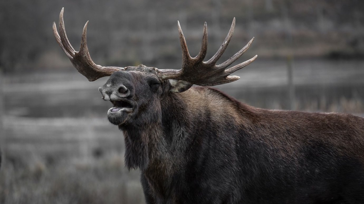 В Малосердобинском районе задержаны браконьеры, убившие лося