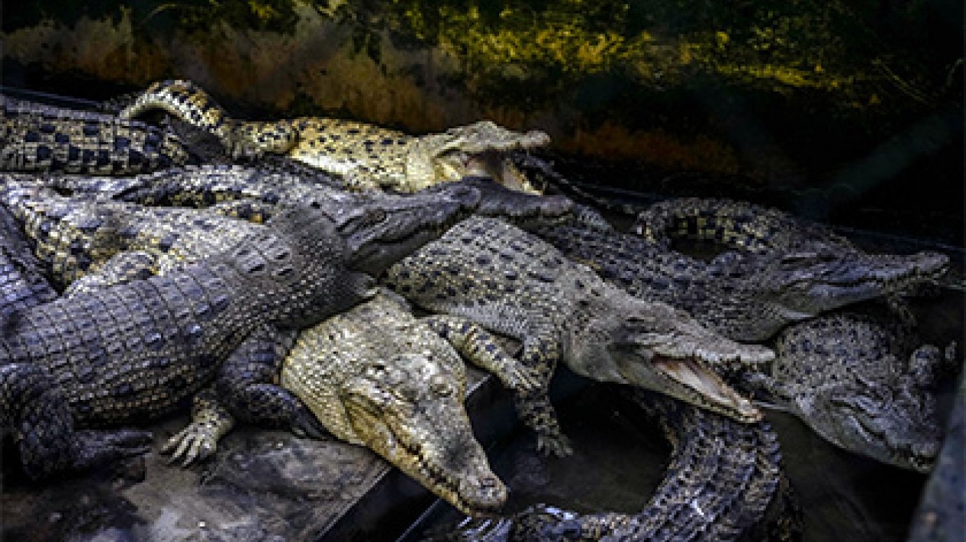 Жителей севера Австралии предупредили о повышенной крокодилоопасности