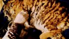 В Приморье спасли вышедшего к селу голодного тигренка